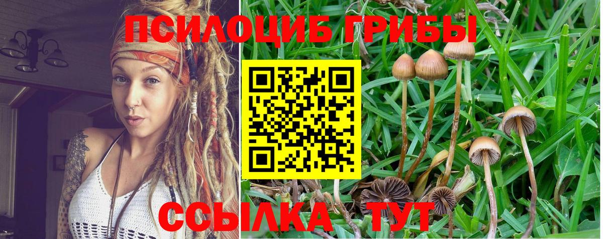 Псилоцибиновые грибы GOLDEN TEACHER Заводоуковск